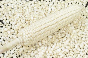 Wholesale Organic Brazilian White Corn Fast Delivery Low Price for Animal Feed and Human Consumption - AGRONOVA - United States