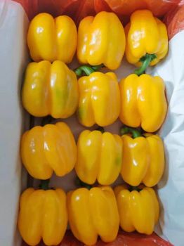 Cheap Price China Fresh Bell Pepper Capsicum Wholesale - Shouguang Aowoshi Vegetable Food Co., Ltd - China