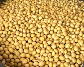 Soybean Grade Grade 1 Ea Standard Availability Immediate, Weekly/monthly Supply - Home Comforts Investments Ltd - Kenya