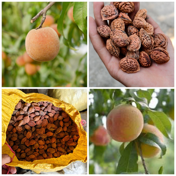 Peach Seeds for Plantation High Germination Rate Pakistan Supplier - ATTA NAEEM TRADERS ( PRIVATE) LIMITED - Pakistan