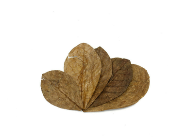 Dried Catappa Leaves Grade A+ Grade A+ Max. Moisture (%) 1% Source Tree Terminalia Catappa Drying Process Naturally sun/air-dried - Aloka Cipta Mandiri - Indonesia