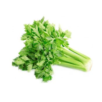 GOOD 30-40cm Wholesale fresh celery - Mundus Exports Pty Ltd - South Africa