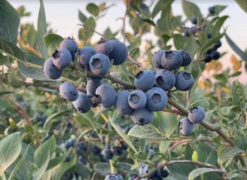 Fresh Blueberry - Lawana and Sons Supplies - South Africa