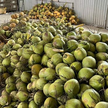 Fresh and Natural Green Coconuts Prepared Carefully for Bulk Packing and Container Shipment - S-SQUAD - France