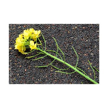 Low price rapeseed bulk supply suitable for livestock feed and oil mills from MASI TRADING GMBH Low price rapeseed bulk supply suitable for livestock feed and oil mills - MASI TRADING GMBH - Germany