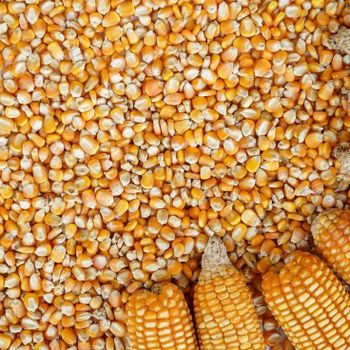Yellow maize - The Grainery - Tanzania