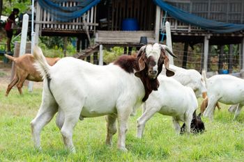 Premium Live Boer Goat Healthy Farm Raised Meat Breed Ready For Breeding Strong Genetics Wholesale Price - CPW TRADE LTD - United Kingdom