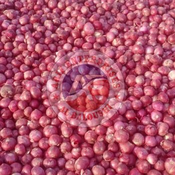 Fresh Red Onion – product photo, Dried Red Onion products found from trusted suppliers, wholesalers, manufacturers & exporters Listing