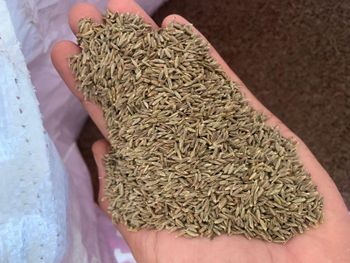 Indian Cumin Seeds Singapore 99% Quality – Machine Clean - SRMS VENTURES PRIVATE LIMITED - India