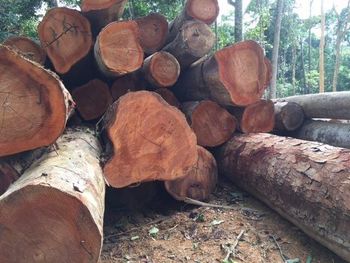 Hard Wood Timber Logs and Sawn Wood Log Length Averaging 200mm Moisture Content Never Exceeds 20% Contamination Level Contamination-free - MEME GROUP COMPANY LTD - Cameroon