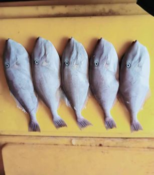 Frozen Leatherjacket Fish Total Weight 8,840 Kg Weight Per Carton 10 - PT. Syahdu Sejahtera Makmur - Indonesia