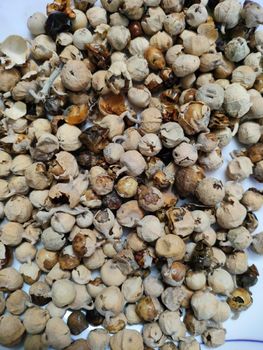Paneer Doda Source Plant Withania Coagulans Primary Health Benefit Regulates Blood Sugar Levels Application Context Diabetes Management And Overall - Ameera Global Exports  - India