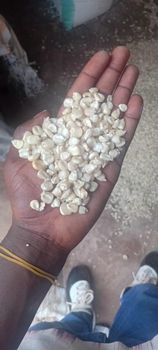 White Maize corn - Big brother suppliers Co Ltd - Uganda