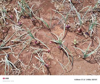 Neptune red onions from Legato limited Neptune red onions - Legato limited - Kenya