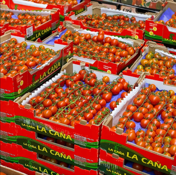 BUY PREMIUM FRESH RICH TASTE RED TOMATOES BRANDS EXPORT QUALITY 5.45Kg CARTONS - Sosa Merchant Solutions - Austria