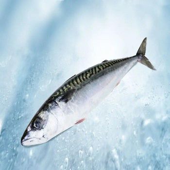 High Quality Organic Frozen Horse Mackerel Whole Round Packaged in Bulk or Bag Premium Fish Product - TRADECENTRIC LLC - United States