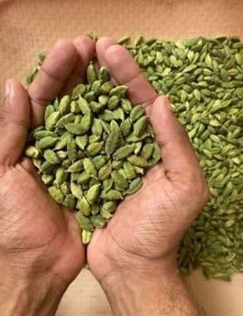 Green Cardamom from REVDIX EXIM LLP Green Cardamom - REVDIX EXIM LLP - India