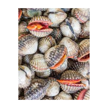 100% Frozen Fresh Whole Blood Cockle Clam For Sale With Customized Packing High Quality From Vietnam - TOP CARGO COMPANY LIMITED - Vietnam