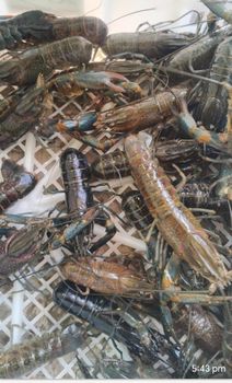 Crey Fish - Raju & Richi Farms - India