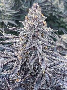 Cannabis - Chinnakirtnimit Co.,Ltd. - Thailand