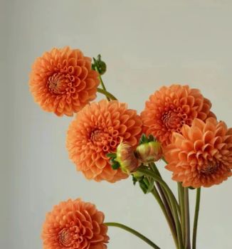 Orange Dahlia Decorative Flower for Beautiful Home Decoration - Kunming Gold Petal Co., Ltd. - China
