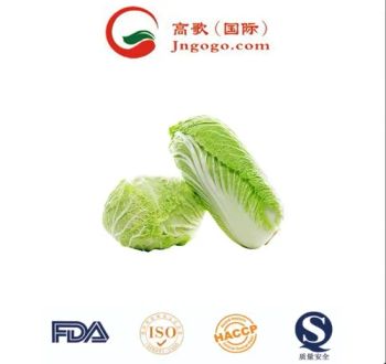 Bulk Fresh Organic Cabbage Chinese Cabbage New Harvest Chinese - Jinan Gogo International Trade Co., Ltd. - China