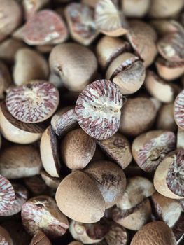Betel nuts - pt nanugi farm indonesia - Indonesia