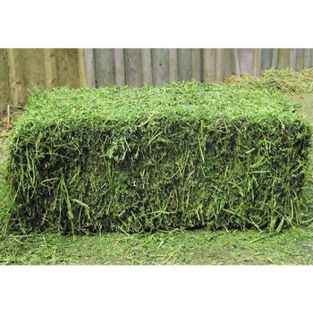 hay lucerne 1%max admixture feed 12x12x12 cube 450kg bales 25tons 15days lucerne hay from GOLDEN STAR BV hay lucerne 1%max admixture feed 12x12x12 cube 450kg bales 25tons 15days lucerne hay - GOLDEN STAR BV - South Africa