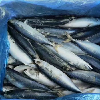 Other Wholesalers Japanese Seafood Whole Round Yellowtail Food Frozen Fish - Xiamen Oasis Food Co., Ltd. - China