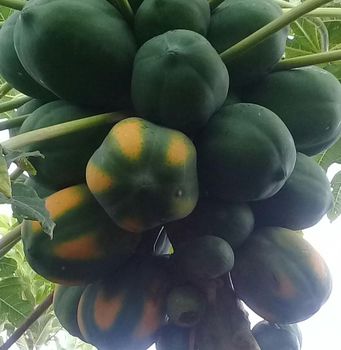 Papaya Texture Firm Flavor Sweet Color Vibrant Organic No, Yes Skin Condition Smooth Harvest Method Hand-picked At The Right Maturity - M B M Exports - Sri Lanka