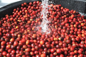 Arabica Specialty Grade - PT. Basundhara Arambha Nusantara - Qatar