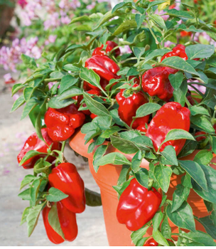Bird’s Eye Chilli from MCS Agriculture Bird’s Eye Chilli - MCS Agriculture - Sri Lanka