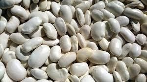 White Kidney Beans Long Shape Packaging 50KG Admixture Level 0.5% Max Moisture Content 14% Max Place of Origin THAILAND - Thai Agri Company - Thailand