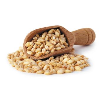 High quality barley grain bulk wholesale for inter-national buyers - MASI TRADING GMBH - Germany