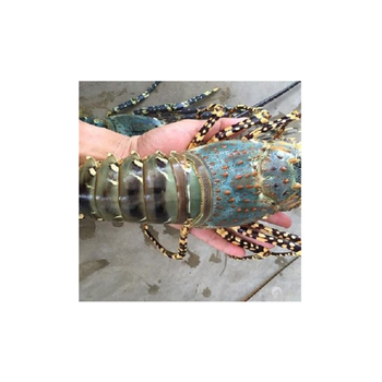 Live Spiny Lobster Premium Seafood High Grade With Good Price From Thailand Manufacture Factory Exporter - ROYAL TRADING(THAILAND) CO.,LTD - Thailand