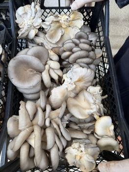 Mushrooms - Hayger - Turkey