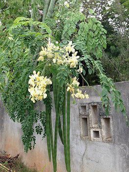 Moringa drumsticks Origin Asia, India Features Gluten-Free, Lactose-Free, Organic, Vegan Product Type Fruits & Vegetables, Vegetarian & Vegan Products - Vande Mataram - India