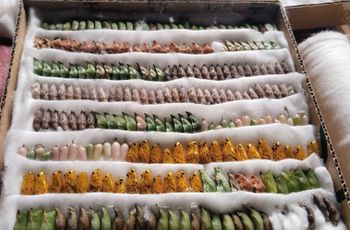 butterfly pupae Species Attacus Lorquini, Cethosia Biblis, Danaus Chrysippus, Danaus Juventa Manillana, Danaus Limniace, Doleschalia Bisaltide, Graphium Agamemnon, Hebomia Glaucippe, Hypolimnas Bolina, Idea Leuconoe, Pachliopta Kotzebuca, Papilio Demoleus, Papilio Lowi Up To 200, Papilio Lowi Up To - JCM BUTTERFLY BREEDING FARM - Philippines