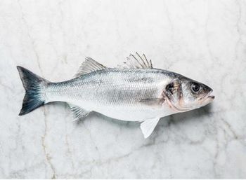 Seabass fish - SAPRONEN OU - Estonia