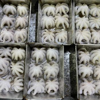 Frozen Baby Octopus Whole Cleand Premium Quality - Cv golden seafresh - Indonesia
