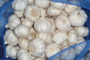 100% Fresh Natural Grade Bulk Garlic | Private Packing for Cooking Uses | Direct from Chinese Exporters - Banyen Inter Corp - Thailand