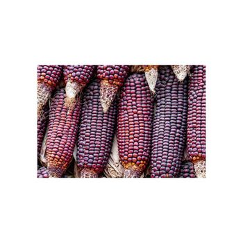 Bulk supply of red corn for food processors and agricultural markets - AMAC GOLD AND DIAMOND METALS SUPPLIER - Germany