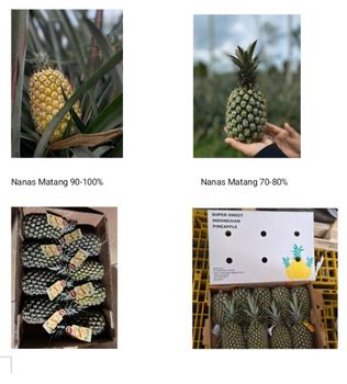 Golden Sweet Pineapple Premium - CV. Sekawan Cipta Dinar - Indonesia