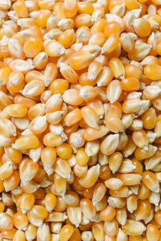 Animal Feed Like Yellow Corn Color Bright Yellow Crude Fiber Max 2.5% Foreign Matter Max 1% Protein Content 8–10% Botanical Name Zea - BF GLOBAL TRADING (PTY) LTD - South Africa