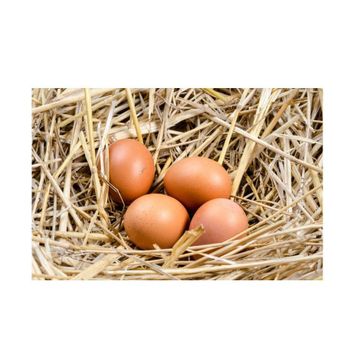 Premium fresh brown eggs offered in wholesale lots for global buyers - AMAC GOLD AND DIAMOND METALS SUPPLIER - Germany