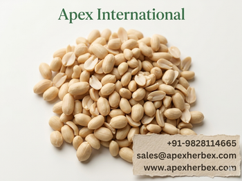 Blanched Peanut 4050, Blanched Peanut 40 50, Blanched Peanut Whole 4050 ,Peanut, Peanuts, Arachis hypogaea, Blanched Peanut Whole Blanched Peanut Kernels, Blanched Peanut , Indian Blanched Peanuts, Indian Blanched Peanuts, Peanuts Kernels, Peanut With Shell, Peanuts, Indian Peanuts, Blanched Peanut Supplier From India. from APEX INTERNATIONAL Blanched Peanut 4050, Blanched Peanut 40 50, Blanched Peanut Whole 4050 ,Peanut, Peanuts, Arachis hypogaea, Blanched Peanut Whole Blanched Peanut Kernels, Blanched Peanut , Indian Blanched Peanuts, Indian Blanched Peanuts, Peanuts Kernels, Peanut With Shell, Peanuts, Indian Peanuts, Blanched Peanut Supplier From India. - APEX INTERNATIONAL - India