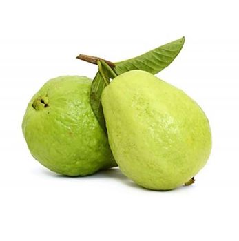 Fresh Guava Origin Egypt Specification Fresh Packaging Weight 2kg Place of Origin Egypt Packaging To be Discussed Product Specification Fresh - Muvu General Trading LLC - United Arab Emirates