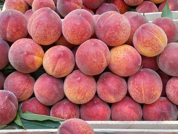 peach Form Fresh Color yellow Packaging box Origin Uzbekistan Flavor Juicy And Sweet Processing Method Harvested At Peak Ripeness - Freeze Dried Fruit LTD - Uzbekistan