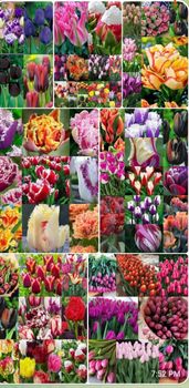flower rose Texture Fresh Origin Uzbekistan Availability Export Available Processing Methods Fresh Cutting, Drying, Freezing, Freeze Drying, - World Import Export Trade LLC - Uzbekistan