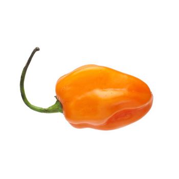 Best Quality Fresh Vegetables Capsicum Habanero Pepper from South Africa - SAMOCHE INTERNATIONAL SOLUTIONS - South Africa